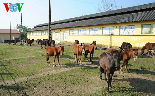 A tour of the biggest horse farm in the north - ảnh 3